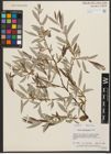 Foto von Salix subcoerulea Piper